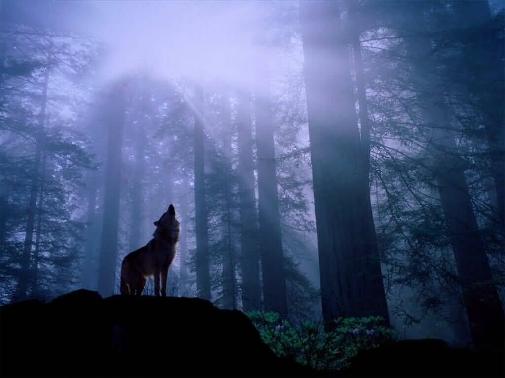 Wolf1035